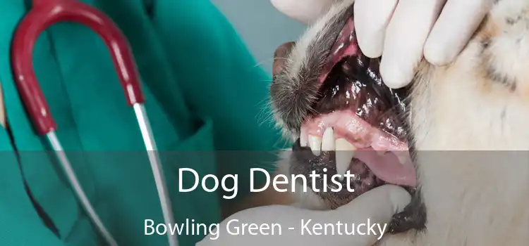 Dog Dentist Bowling Green - Kentucky