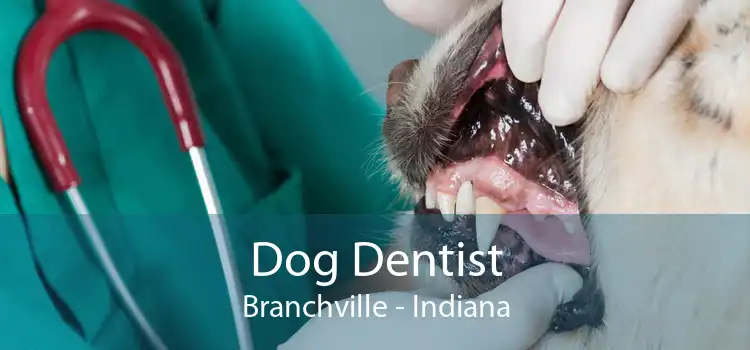 Dog Dentist Branchville - Indiana