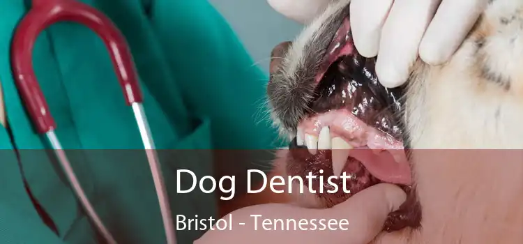 Dog Dentist Bristol - Tennessee