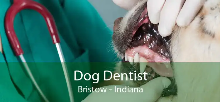 Dog Dentist Bristow - Indiana