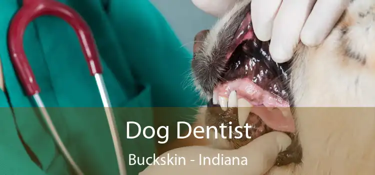 Dog Dentist Buckskin - Indiana