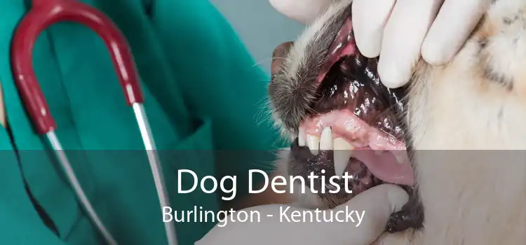 Dog Dentist Burlington - Kentucky