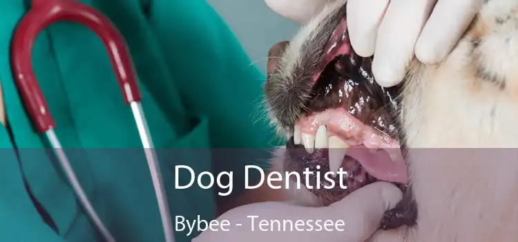 Dog Dentist Bybee - Tennessee