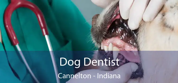 Dog Dentist Cannelton - Indiana