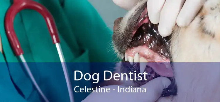 Dog Dentist Celestine - Indiana