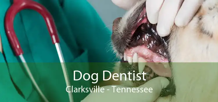 Dog Dentist Clarksville - Tennessee
