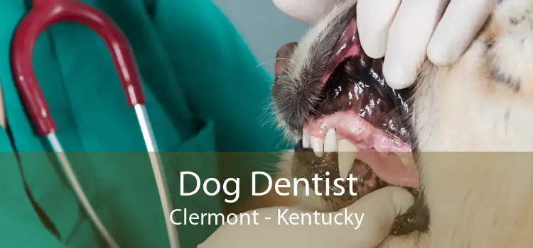 Dog Dentist Clermont - Kentucky