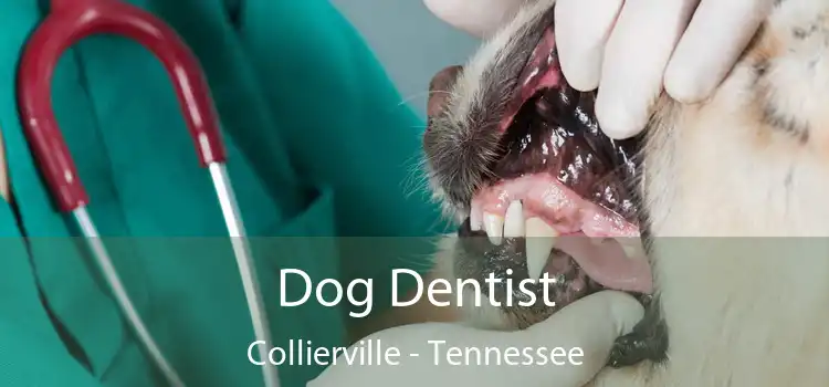 Dog Dentist Collierville - Tennessee