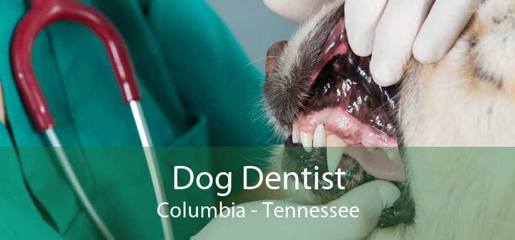 Dog Dentist Columbia - Tennessee