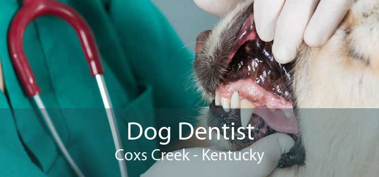 Dog Dentist Coxs Creek - Kentucky