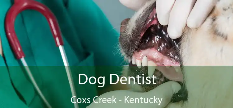 Dog Dentist Coxs Creek - Kentucky