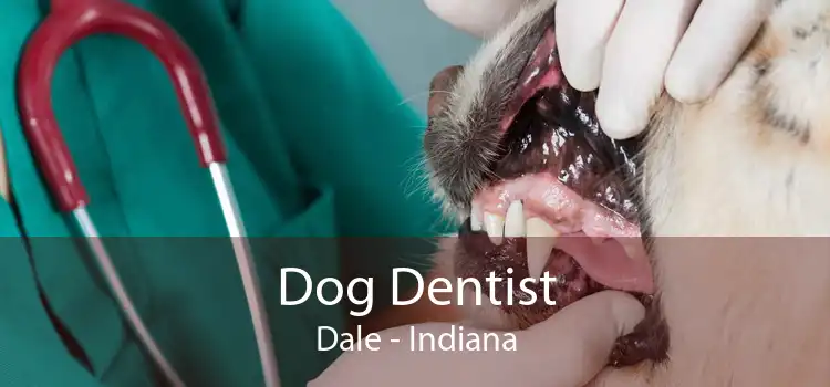 Dog Dentist Dale - Indiana
