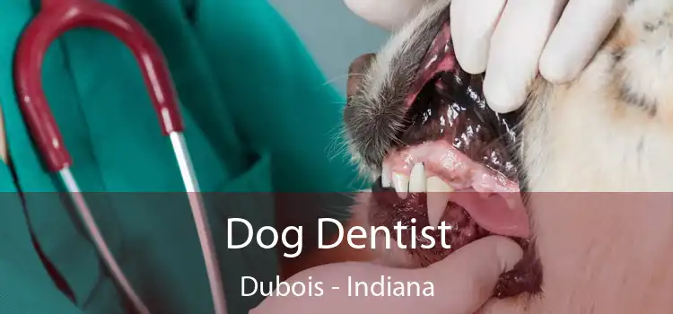 Dog Dentist Dubois - Indiana