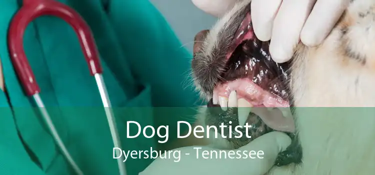 Dog Dentist Dyersburg - Tennessee