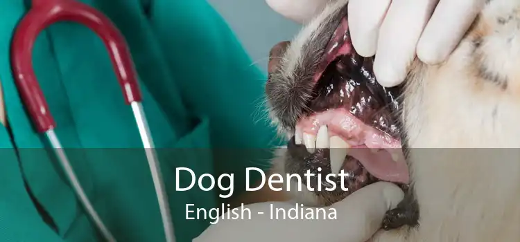 Dog Dentist English - Indiana