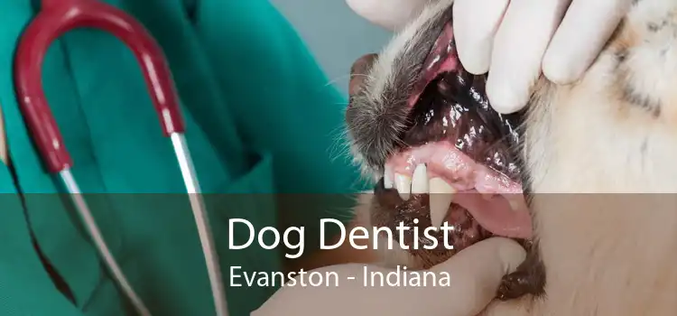 Dog Dentist Evanston - Indiana