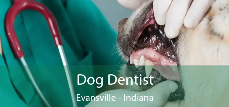 Dog Dentist Evansville - Indiana