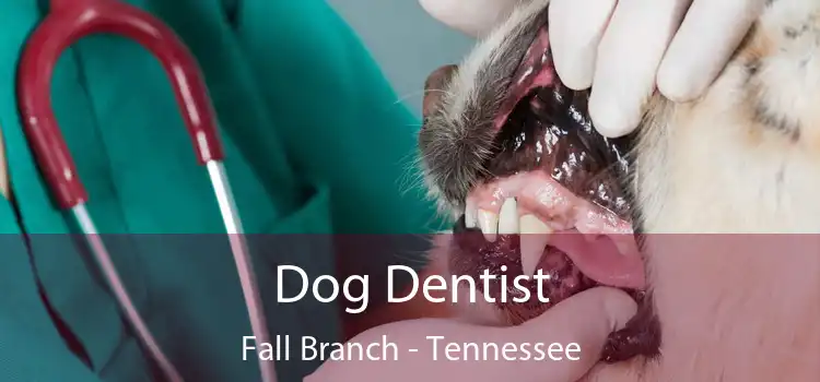 Dog Dentist Fall Branch - Tennessee