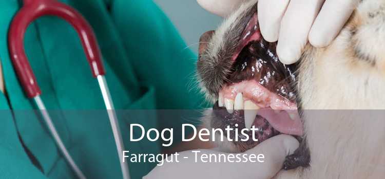 Dog Dentist Farragut - Tennessee