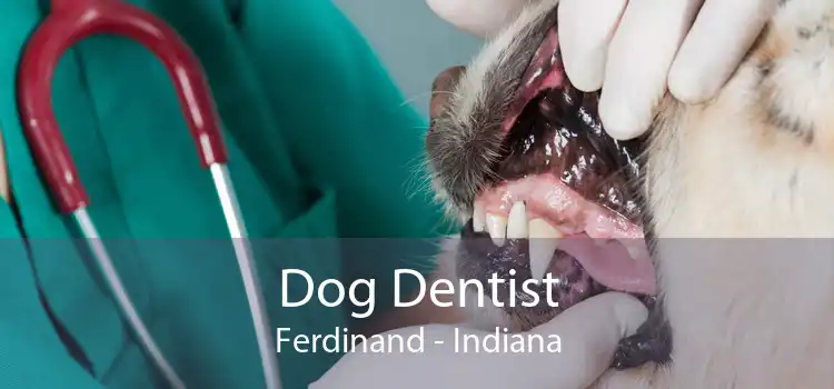 Dog Dentist Ferdinand - Indiana