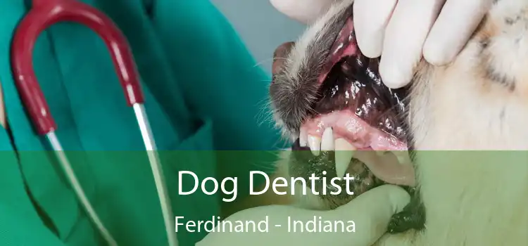 Dog Dentist Ferdinand - Indiana