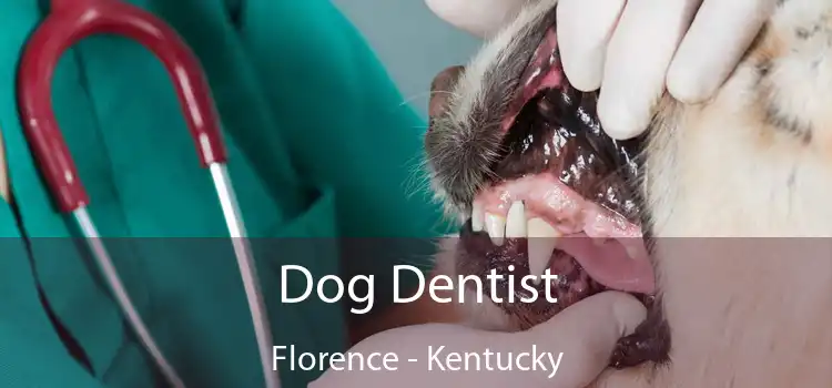 Dog Dentist Florence - Kentucky