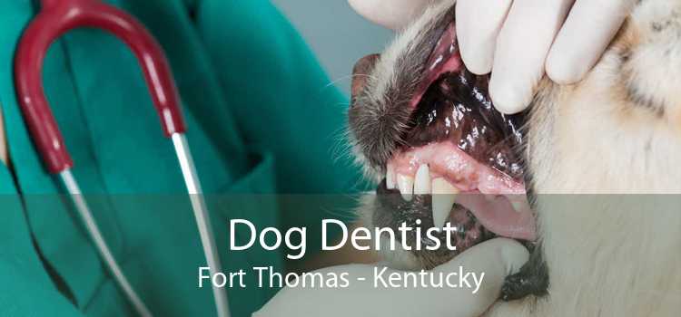 Dog Dentist Fort Thomas - Kentucky