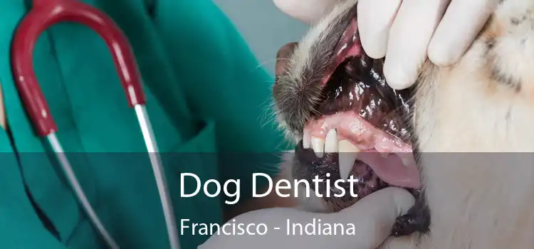 Dog Dentist Francisco - Indiana