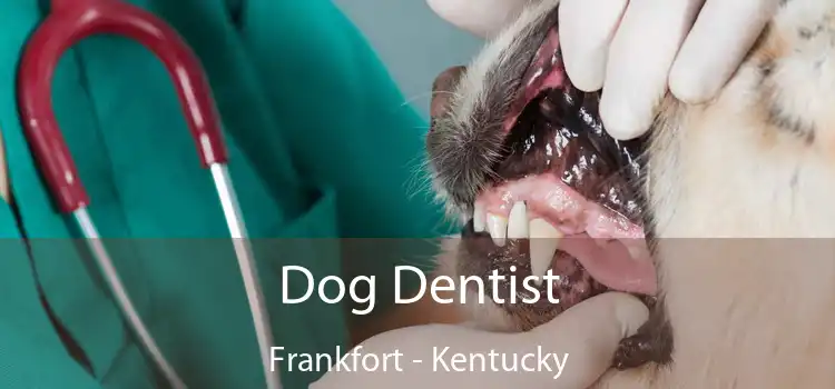 Dog Dentist Frankfort - Kentucky