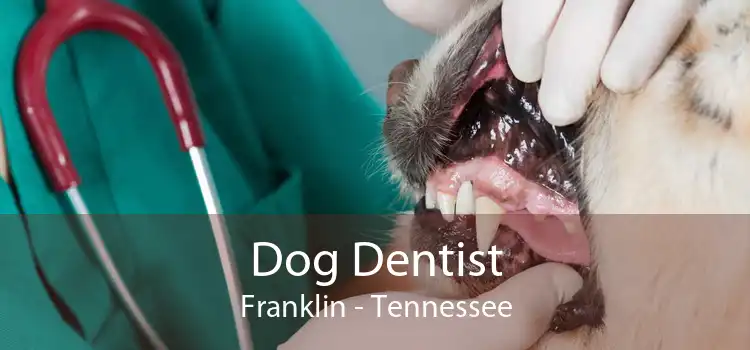 Dog Dentist Franklin - Tennessee