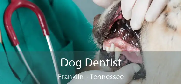 Dog Dentist Franklin - Tennessee