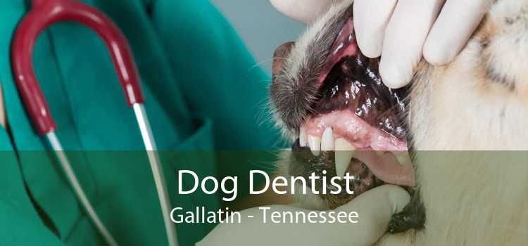 Dog Dentist Gallatin - Tennessee