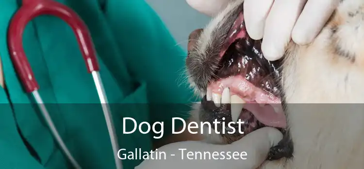 Dog Dentist Gallatin - Tennessee