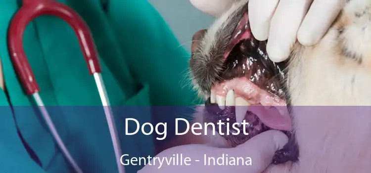 Dog Dentist Gentryville - Indiana