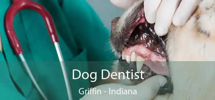 Dog Dentist Griffin - Indiana