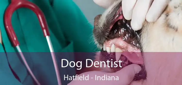 Dog Dentist Hatfield - Indiana
