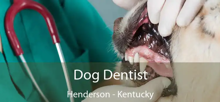 Dog Dentist Henderson - Kentucky