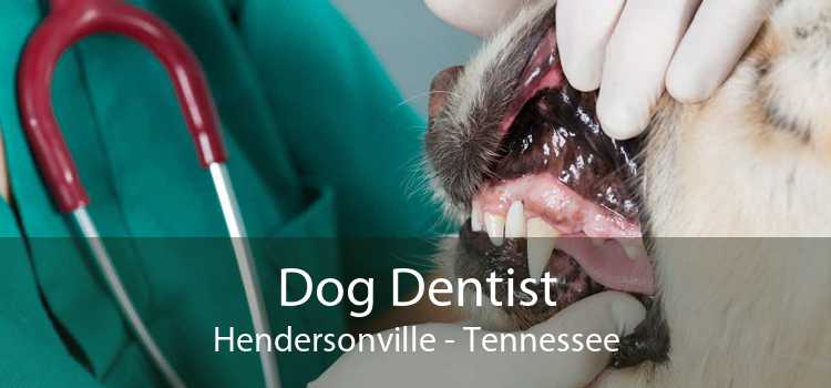 Dog Dentist Hendersonville - Tennessee