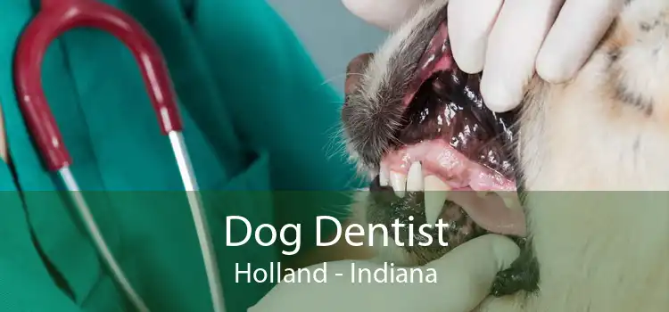 Dog Dentist Holland - Indiana