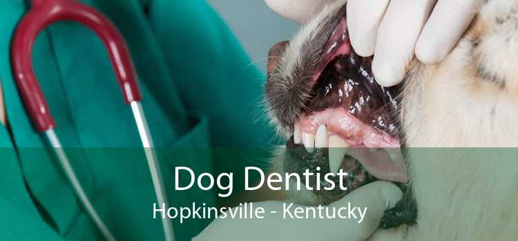 Dog Dentist Hopkinsville - Kentucky