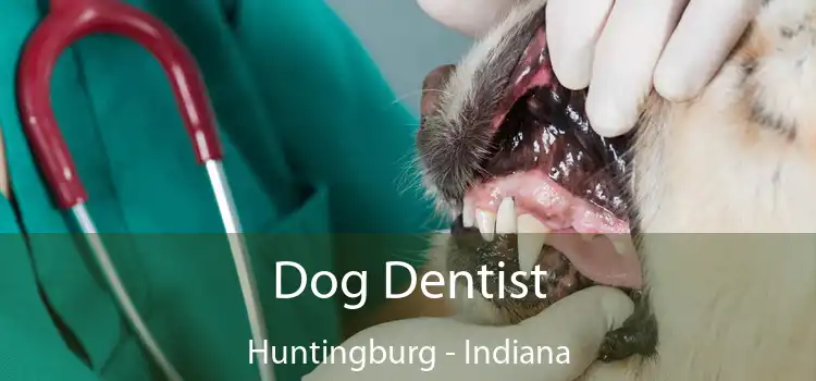 Dog Dentist Huntingburg - Indiana