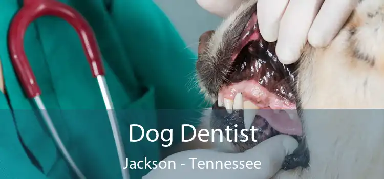 Dog Dentist Jackson - Tennessee