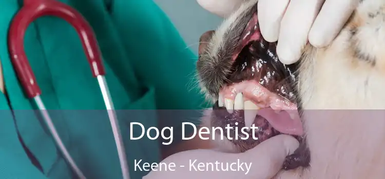 Dog Dentist Keene - Kentucky