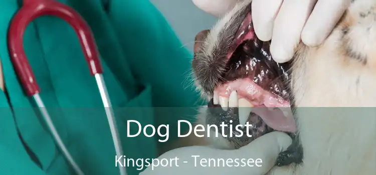 Dog Dentist Kingsport - Tennessee