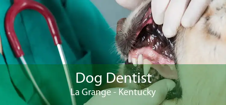 Dog Dentist La Grange - Kentucky