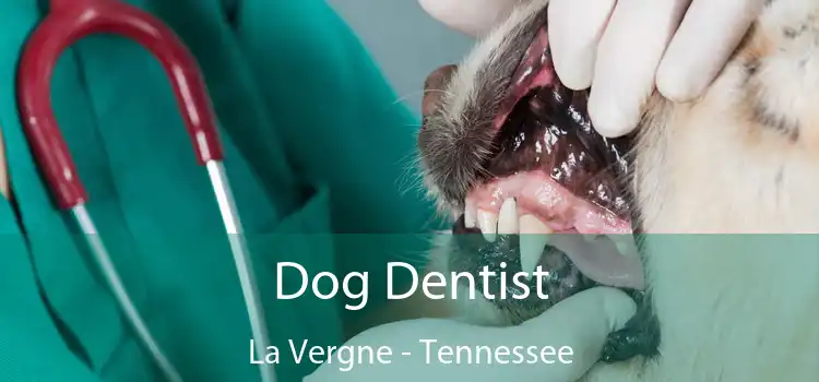 Dog Dentist La Vergne - Tennessee