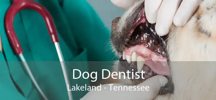Dog Dentist Lakeland - Tennessee