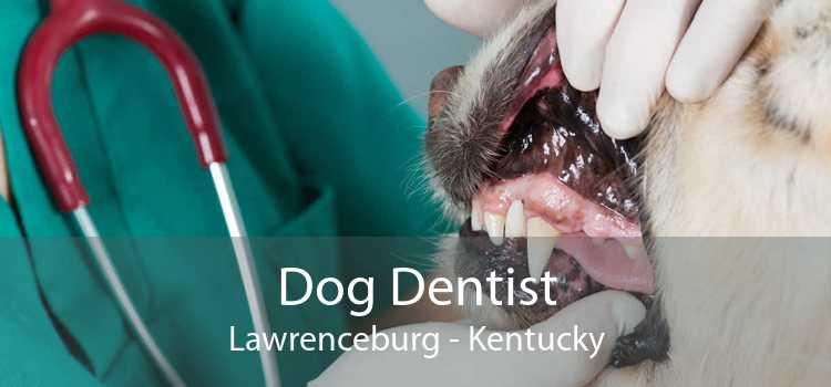 Dog Dentist Lawrenceburg - Kentucky