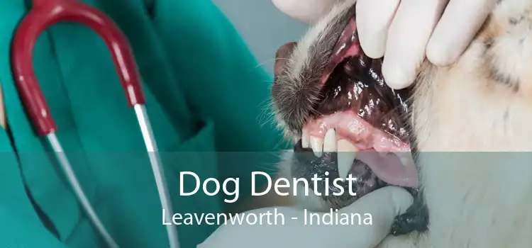 Dog Dentist Leavenworth - Indiana