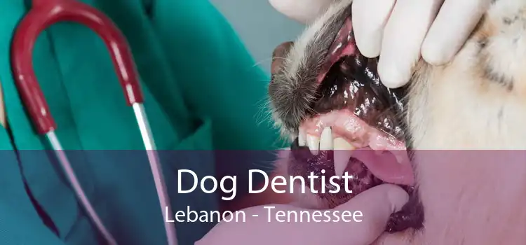 Dog Dentist Lebanon - Tennessee